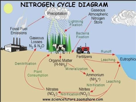 nitrogen fixing bacteria graph