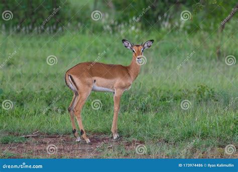 Impala Baby Antelope Against Green Grass Background Stock Photo - Image ...