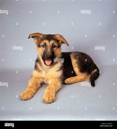 German Shepherd Dog Puppy Lying Stock Photo Alamy