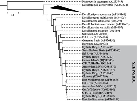 Phylogenetic Tree Showing Evolutionary Connections Of The Dominant Otus