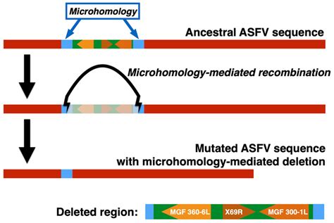 Viruses Free Full Text A Naturally Occurring Microhomology Mediated