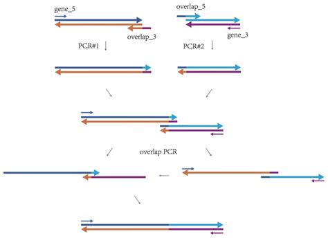 Pcr Overlap Extension Openwetware Hot Sex Picture