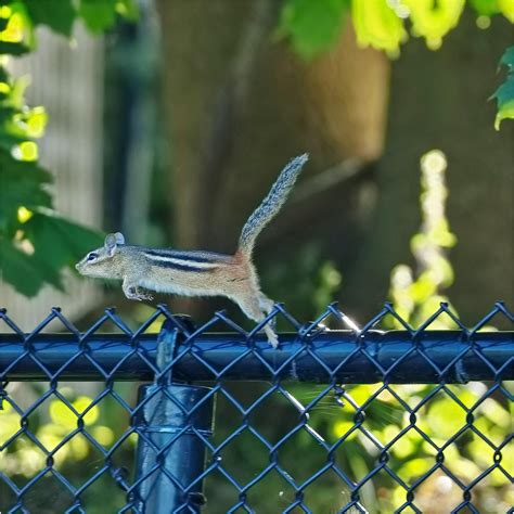 Blue-footed booby doing a mating dance : r/wildlifephotography