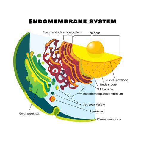 Endomembrane System on a Eukaryote Cell Chart - Biology - T-Shirt ... 