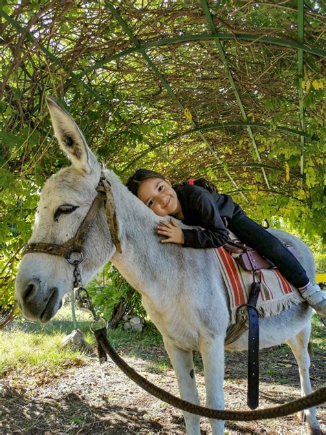 Passeggiata Con Gli Asini E Picnic Majellando