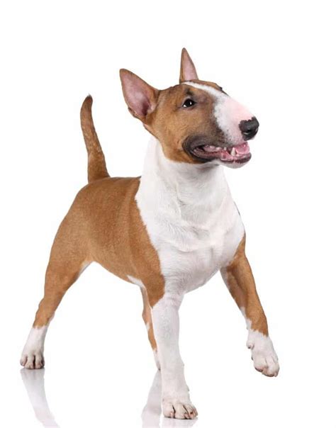 Bull Terrier Pictures Az Animals