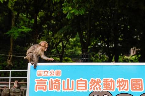 猴子們的愛恨情仇居然與人類相似？來日本的這座動物園看猴群吧 每日頭條