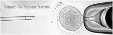 Reprogramming and Somatic Cell Nuclear Transfer (SCNT) Training ...