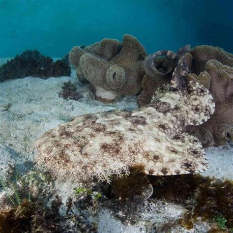 10 Facts About Wobbegong Sharks - Factopolis