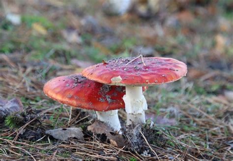 Champignons Les Plantes Champignon Photo Gratuite Sur Pixabay Pixabay