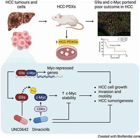 Histone‐lysine N‐methyltransferase Ehmt2 G9a Inhibition Mitigates Tumorigenicity In Myc‐driven