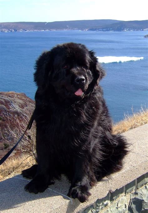 PHOTOS2PLEASEU: NEWFOUNDLAND DOG