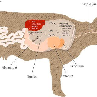 Ruminant digestion process. Note: Gastrointestinal tract of ruminants ...