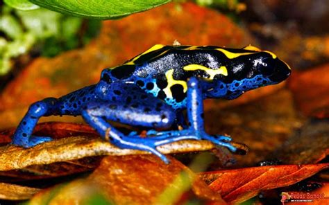 5 Katak Paling Beracun Di Dunia Bagian 1