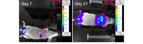 Noninvasive Bioluminescence Imaging In An Individual Mouse On Days