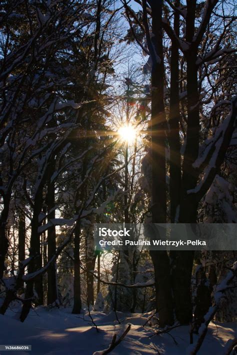 White Snowy Forest Stock Photo - Download Image Now - Abstract ...