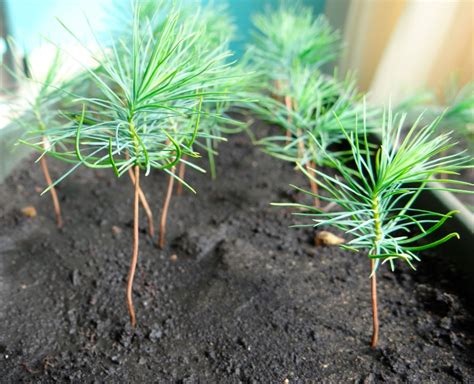 Ель Биалобок: описание, посадка и уход, ландшафтный дизайн