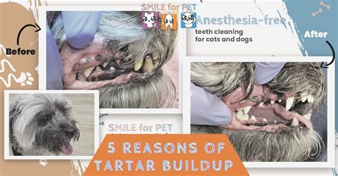 Tartar buildup on dog's teeth - 5 reasons why - Oral Health