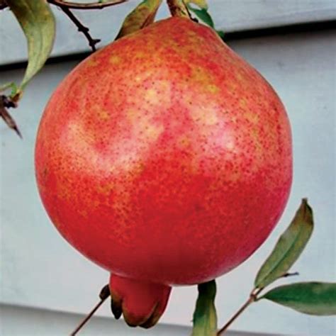 Punica 'Parfianka' Pomegranate | Wayside Gardens | Wayside Gardens