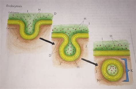 unit 3 lab diagram: endocytosis Diagram | Quizlet