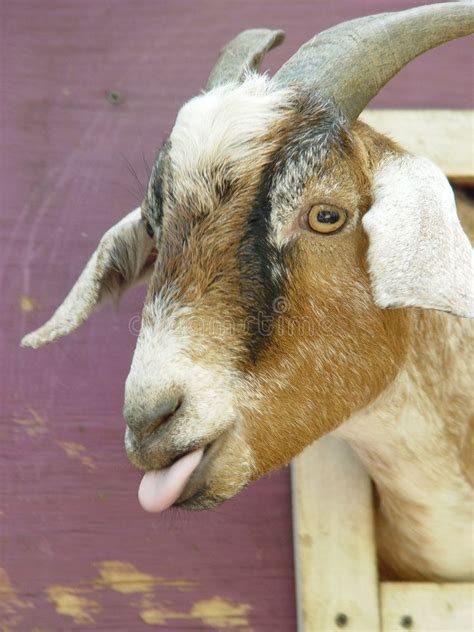 Framed Goat Portrait With Tongue Sticking Out