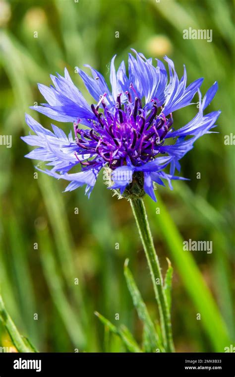 Cornflower Centaurea Cyanus Asteraceae Cornflower Herb Or Bachelor