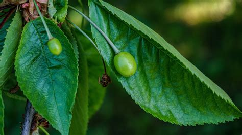 Cherries Fruit Trees - Free photo on Pixabay - Pixabay