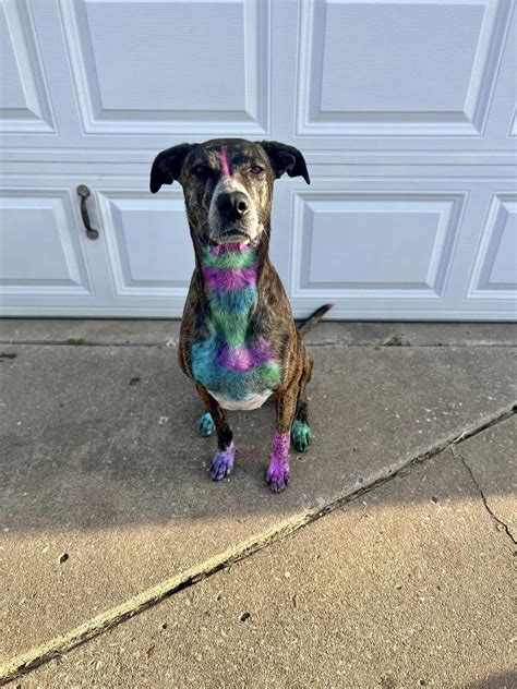 Grooming in Tulsa, OK | Woodland West Pet Resort