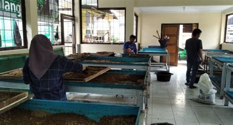 Budidaya Maggot Tekan Sampah Organik Masyarakat Kota Bogor