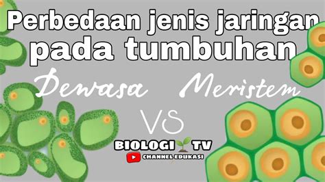 Perbedaan Jaringan Meristem Jaringan Dewasa Biologi Sma Kelas