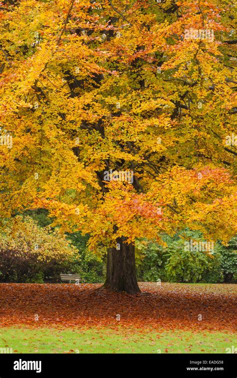 Stanley park vancouver fall autumn colours colors hi-res stock ...