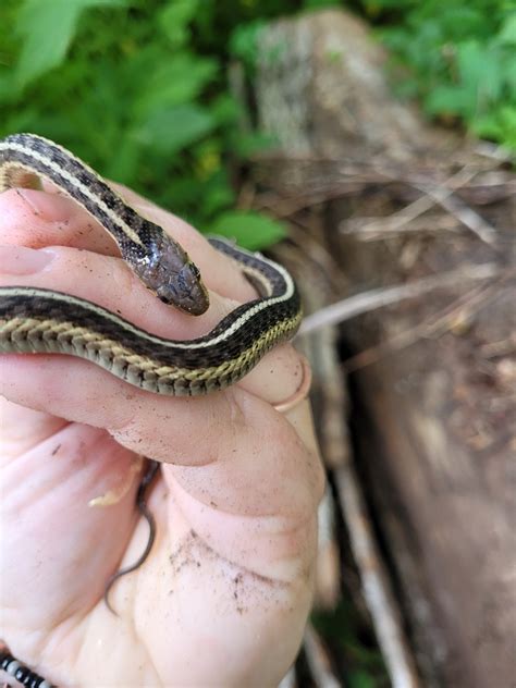 Eastern Garter Snake From Essex County Us Nj Us On June 11 2023 At