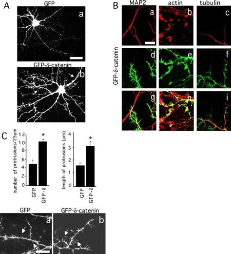 δ Catenin Induces Protrusions Along The Distal Dendritic Shafts Of