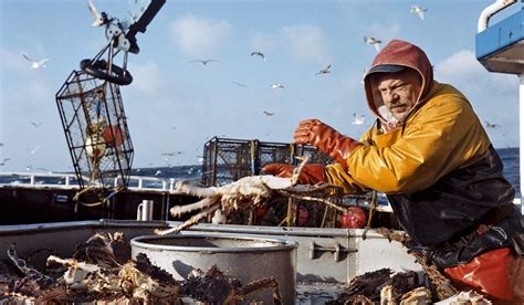 Billions Of Snow Crabs Disappear From Waters In Alaska Usa Pics