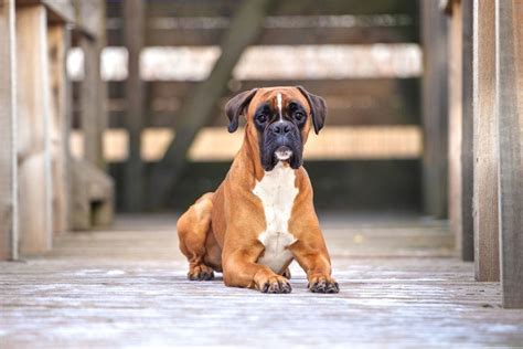 German boxer: Dog Breed Information, Facts and Pictures | Dog Lover India