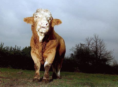 Simmental Bull Editorial Stock Photo - Stock Image | Shutterstock