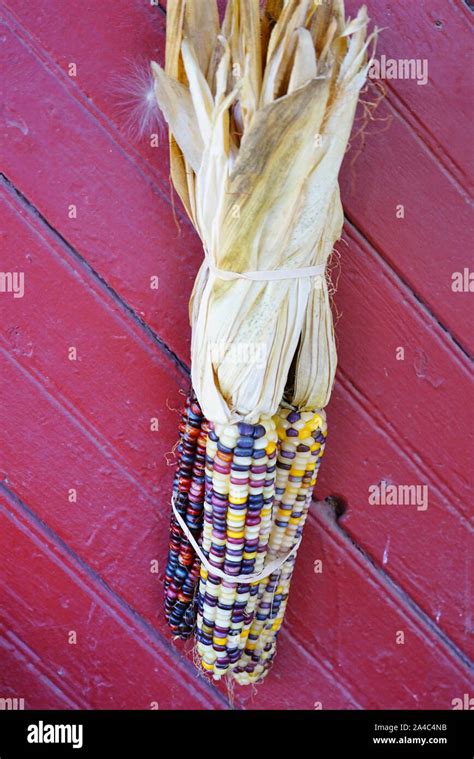 Decorative Indian Corn With Colorful Kernels In The Fall Stock Photo