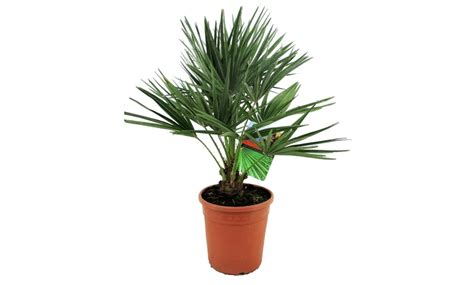 Palmera Enana Europea Resistente Xl Chamaerops Groupon Goods