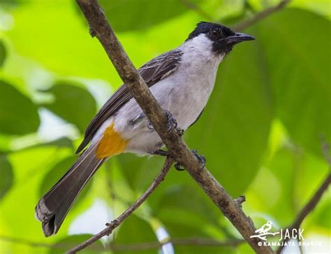 20 Jenis Burung Kutilang Terbaru 2022 Dan Cara Perawatannya Lengkap