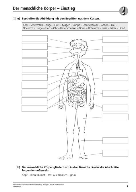 Arbeitsblatt Biologie Der Menschliche Körper Arbeitsblätter