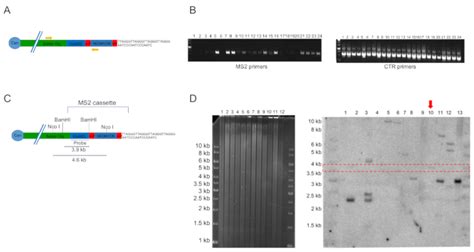 Generation Of Cancer Cell Clones To Visualize Telomeric Repeat