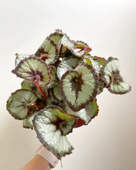 Rex Begonia: Plant Care & Growing! | Plantcarefully