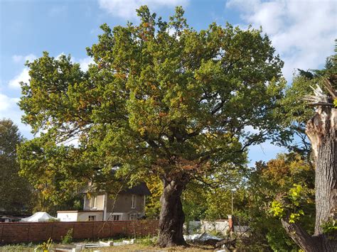 Grand Ch Ne Prix Coup De Coeur Du Plus Bel Arbre De Lann E