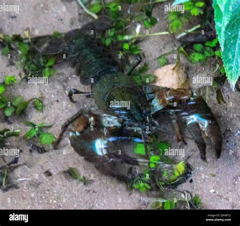 Invasive Signal Crayfish Stock Photo - Alamy