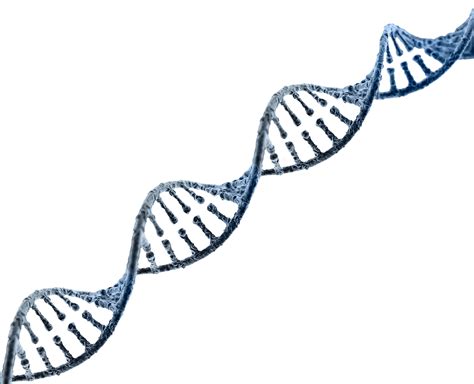 Dna PNG Dna Transparent Background FreeIconsPNG