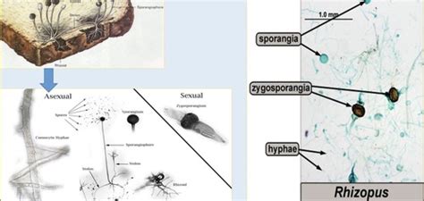 Bio 2 Lab Final Flashcards | Quizlet