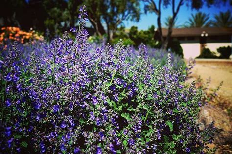 Purple Ground Cover In Cal Poly Pomona Rose Garden