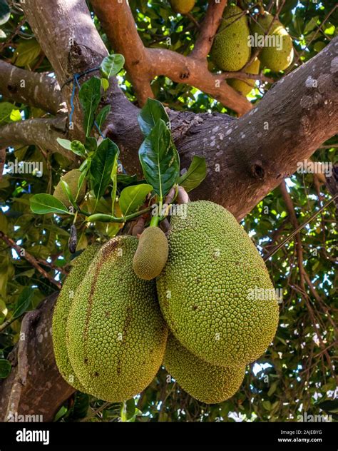 Fresh Green Young Jackfruits Artocarpus Heterophyllus Growing On The