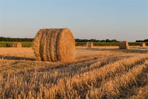 Round Straw Bales In Harvested Field In The Evening Field With Straw