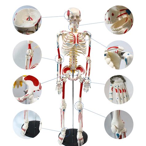 Modules d anatomie humaine modèle médical corps entier muscle peint